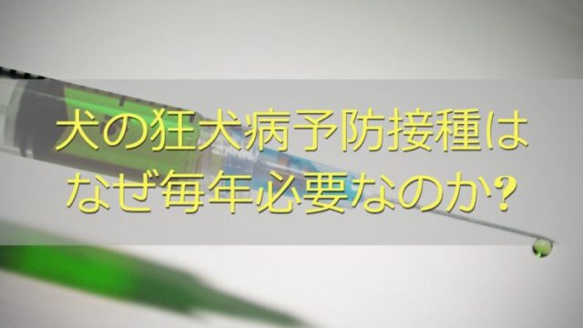 犬の肛門腺の絞り方 頻度や色 においを解説 破裂する前にたまったサインを見つけよう くらげのぷかぷかお風呂漂流記