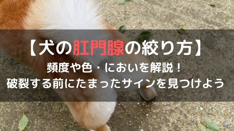 犬の肛門腺の絞り方 頻度や色 においを解説 破裂する前にたまったサインを見つけよう くらげのぷかぷかお風呂漂流記