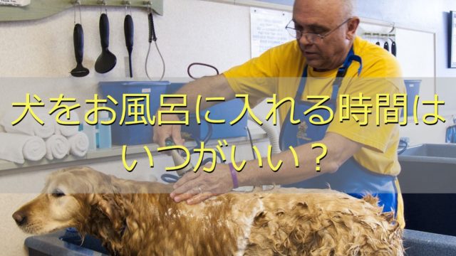 犬のお風呂 シャンプー の時間帯や頻度は お風呂の時間次第で老化の原因になることも 好奇心は猫の塊