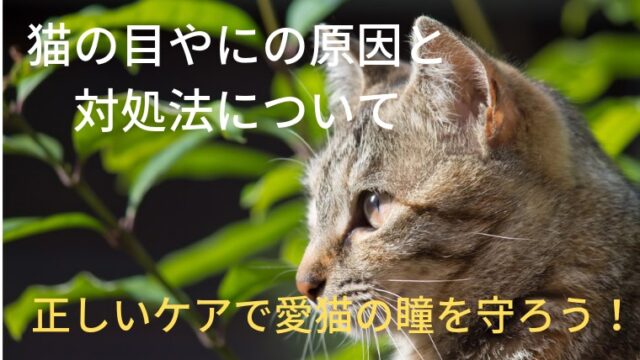 猫が塩を食べてしまった！？致死量や人の食事を食べたときの対処法は 