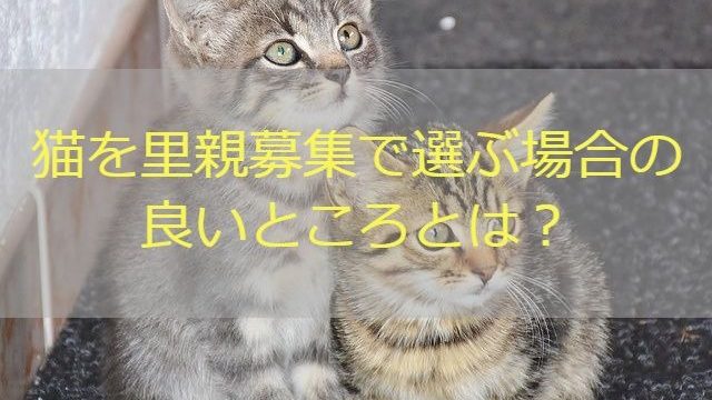 猫 里親 良いところ