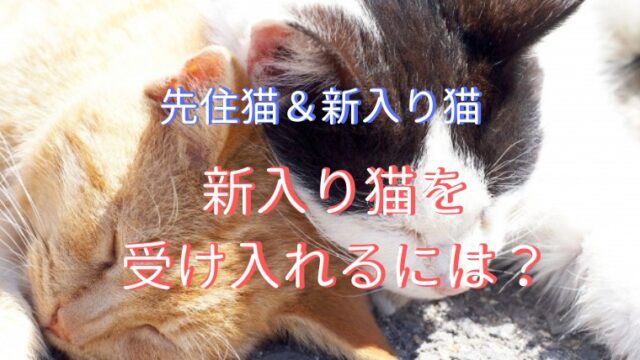 猫がストーブ ヒーター で焦げるのを防ぐ対策は 注意点や安全な代用品をご紹介 くらげのぷかぷかお風呂漂流記