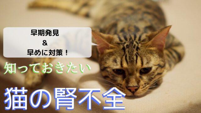 猫が塩を食べてしまった！？致死量や人の食事を食べたときの対処法は 