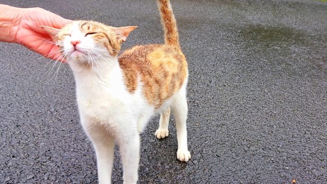 猫 気持ち