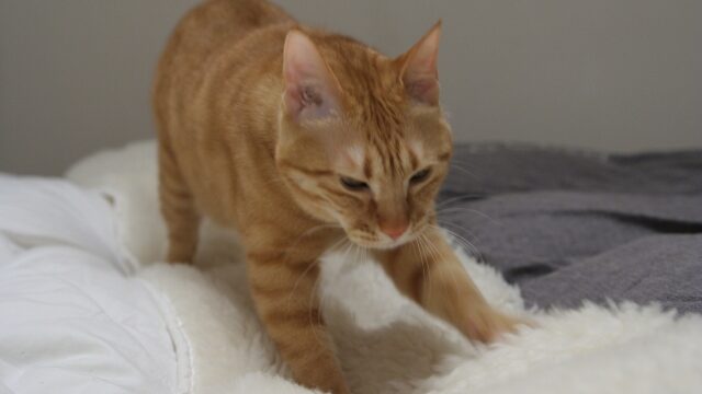 猫 気持ち