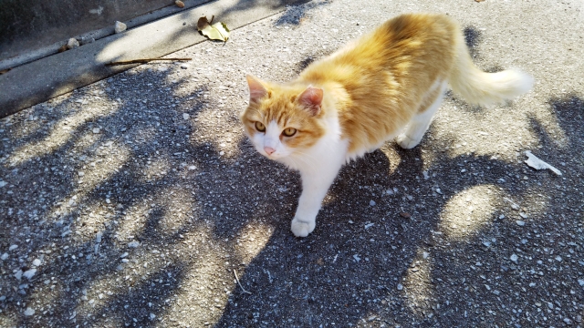 猫 気持ち