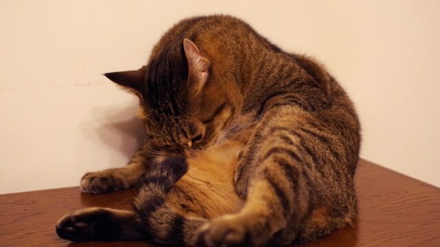 猫 気持ち