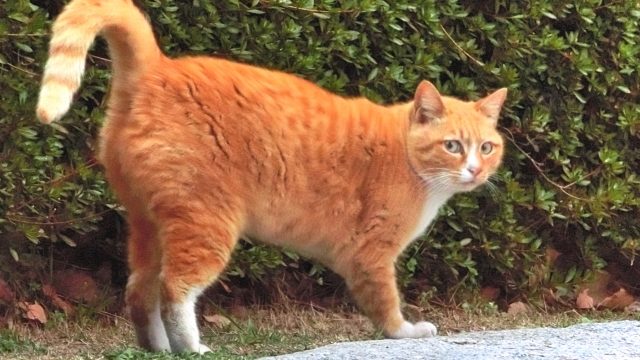 猫 気持ち