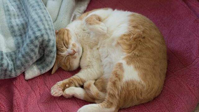 猫 気持ち