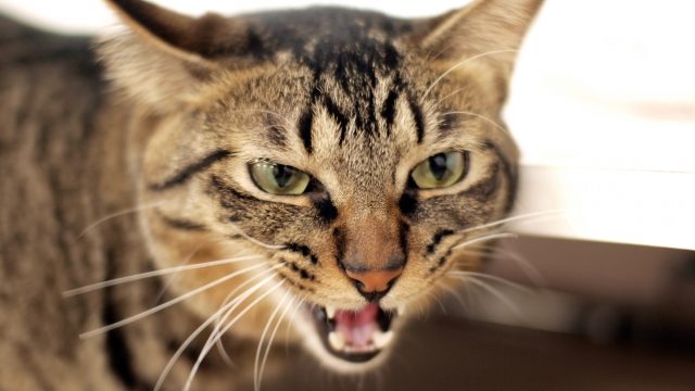猫 ストレス 行動