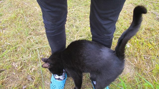 猫 気持ち