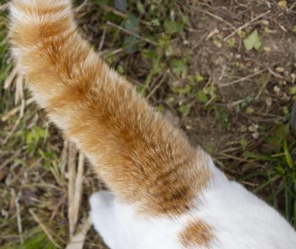 猫 気持ち