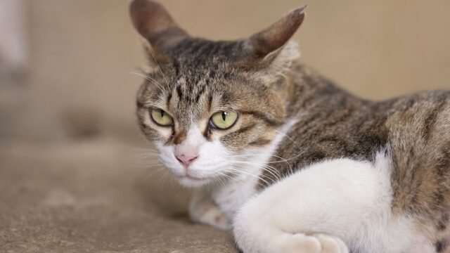 猫 気持ち