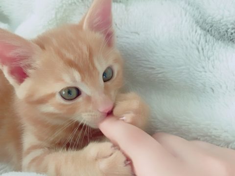猫 気持ち