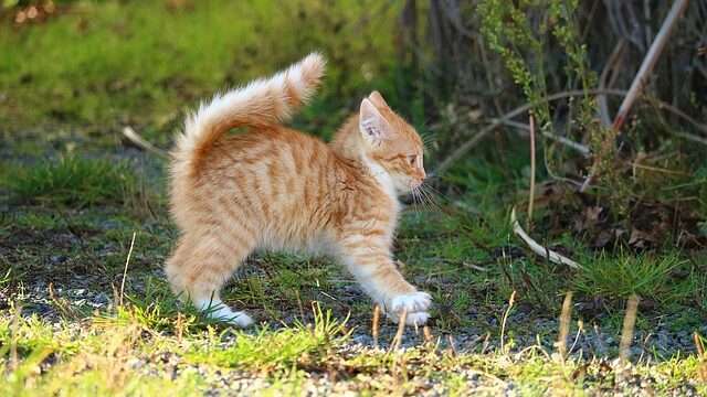 猫 ストレス 行動