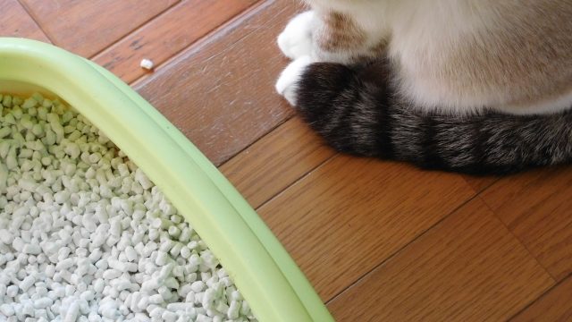 猫 ストレス 行動