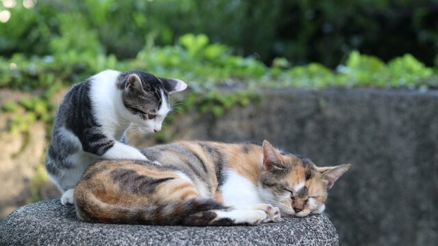 猫 エイズ 白血病 多頭飼い
