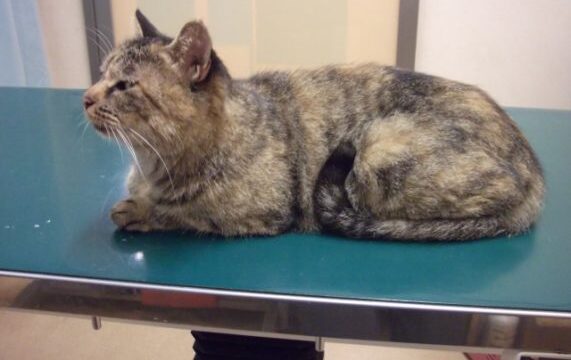 猫 エイズ 白血病 多頭飼い