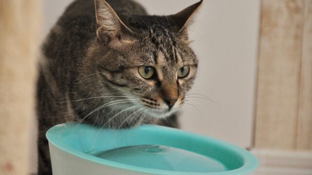 猫 エイズ 白血病 多頭飼い