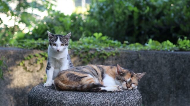 猫エイズ 猫白血病 キャリア持ちの猫ちゃんの多頭飼いは難しい 対策法は 好奇心は猫の塊