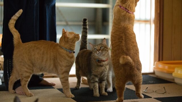 猫 しっぽ