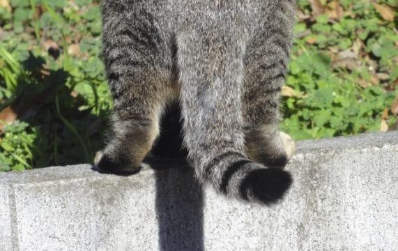 猫 しっぽ