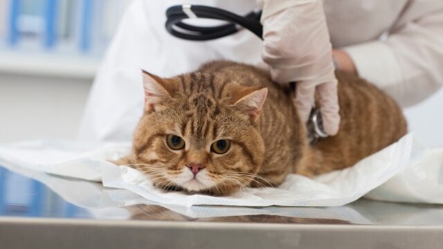 猫エイズ 猫白血病 キャリア持ちの猫ちゃんの多頭飼いは難しい 対策法は 好奇心は猫の塊