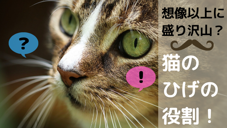 猫のひげの種類と役割は想像以上に盛り沢山 ひげには金運upのジンクスが 好奇心は猫の塊