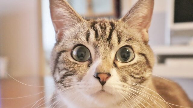 猫 ひげ