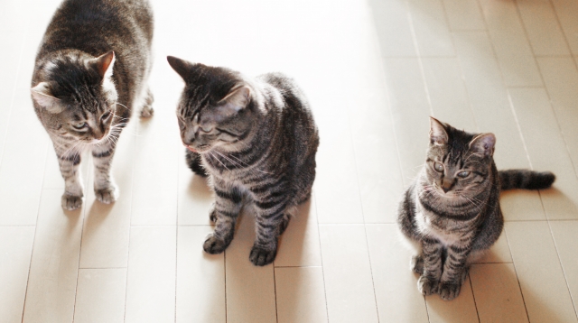 猫 ひげ