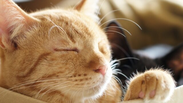 猫 ひげ