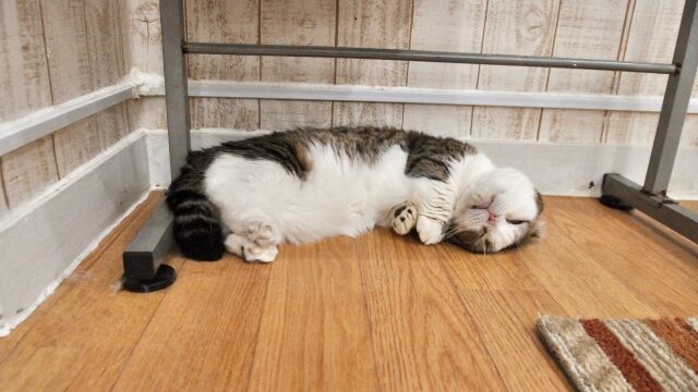 猫 すりすり