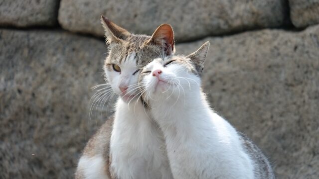 猫 すりすり