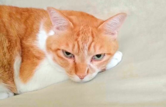 猫 すりすり
