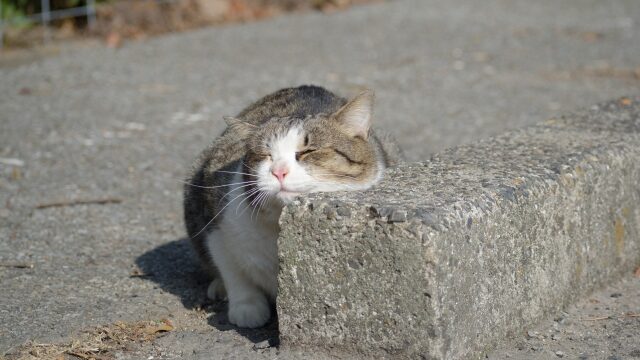 猫 すりすり