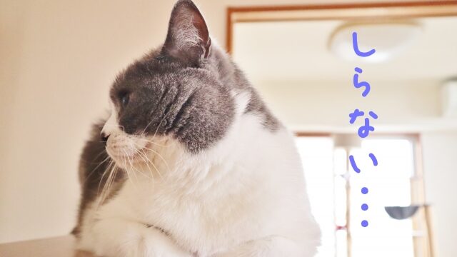 猫 すりすり