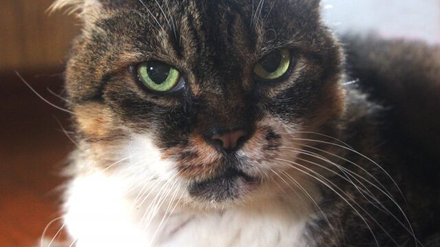 猫 すりすり