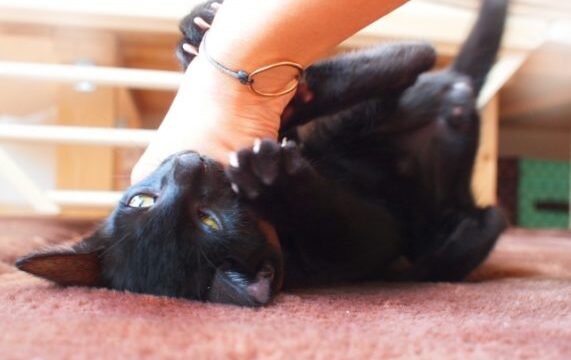 猫 すりすり