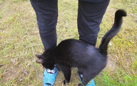 猫 すりすり