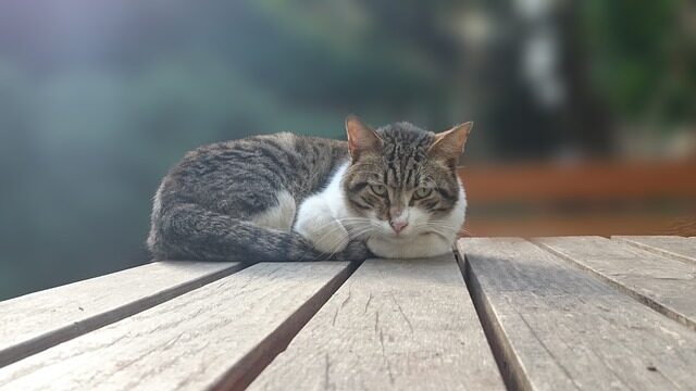 猫 すりすり