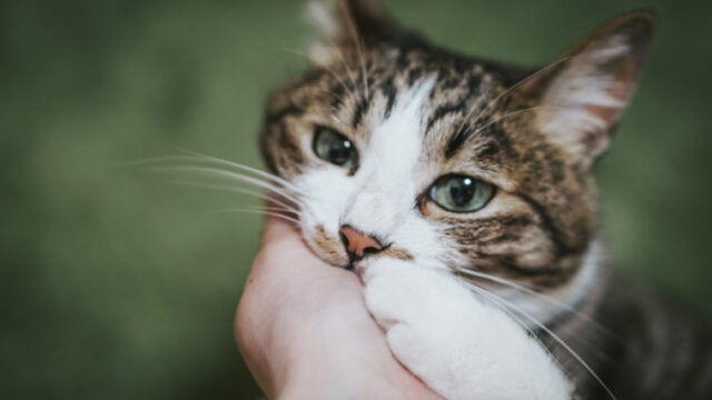 ねこ すりすり