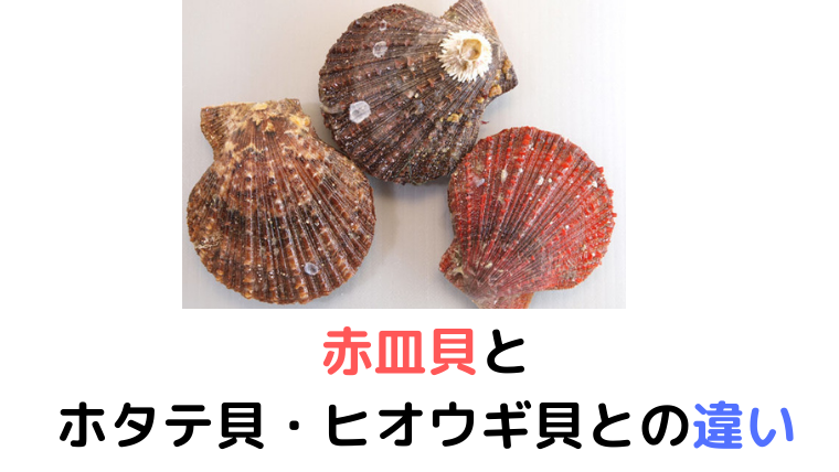 赤皿貝とホタテ貝 ヒオウギ貝との違いは 味や旬 選び方や食べ方を比較 くらげのぷかぷかお風呂漂流記